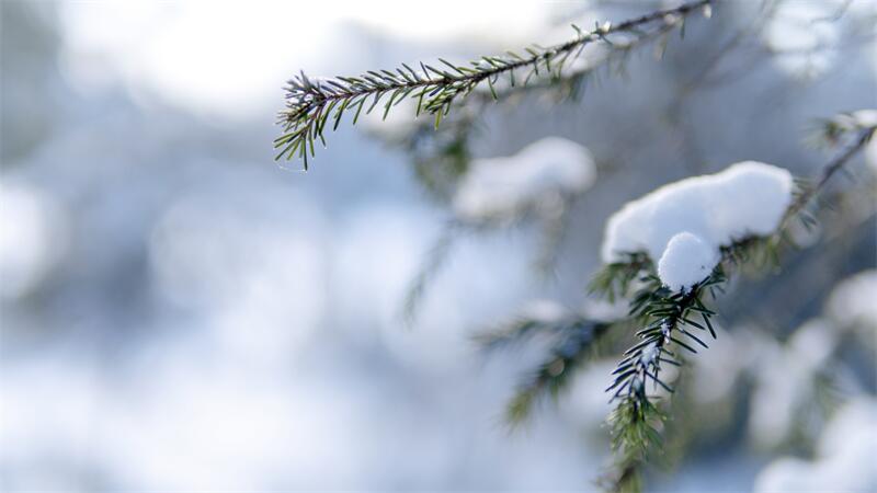 大雪节气︱时雪转甚，万物闭藏