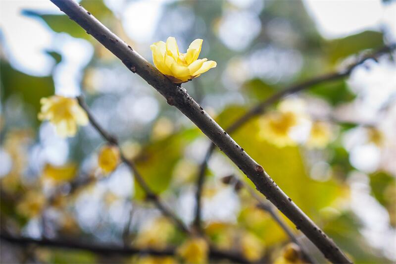 小寒节气︱严寒将至，安全居家