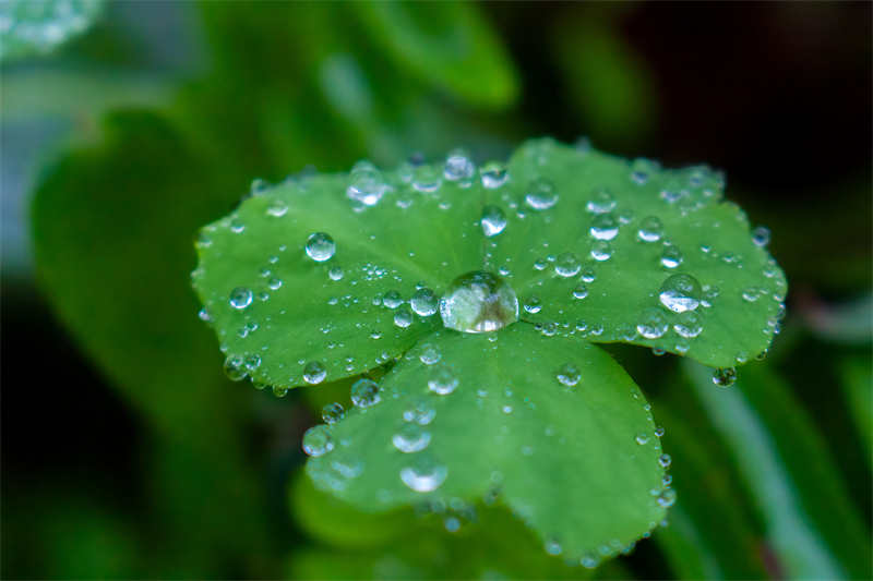 雨水节气︱和风携细雨，万物唤春归