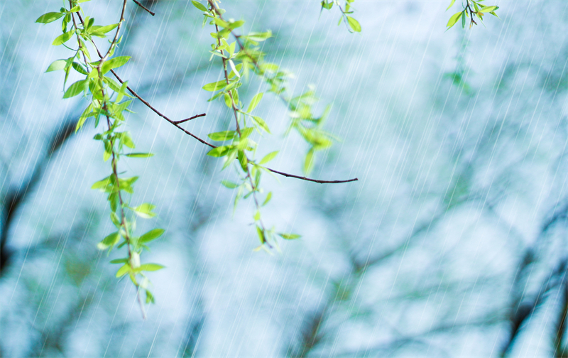 雨水节气︱和风携细雨，万物唤春归