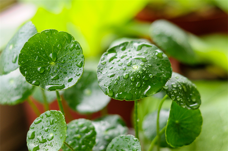 雨水节气︱和风携细雨，万物唤春归