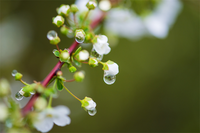 雨水节气︱和风携细雨，万物唤春归