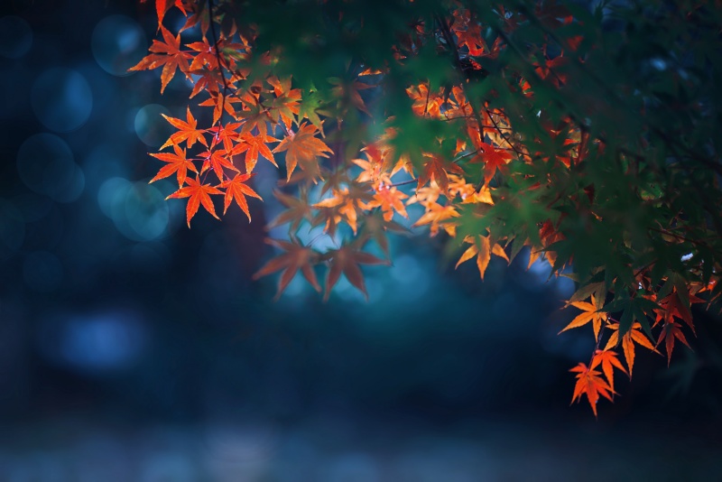 秋分“装”点指南：让家与季节平分秋色