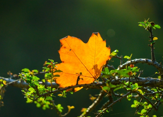 秋分“装”点指南：让家与季节平分秋色