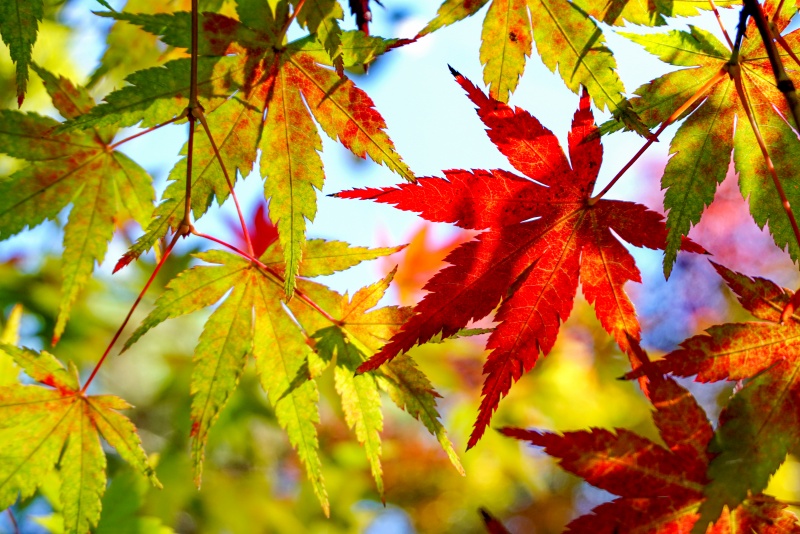 秋分“装”点指南：让家与季节平分秋色