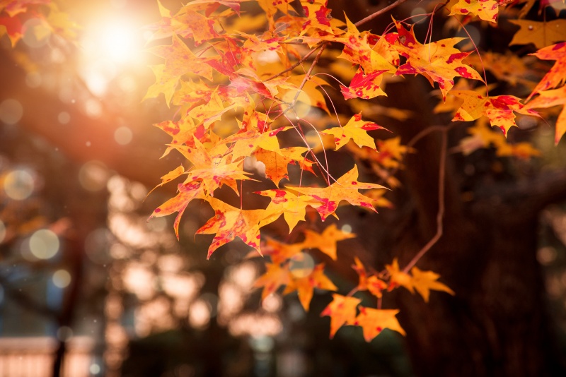秋分“装”点指南：让家与季节平分秋色