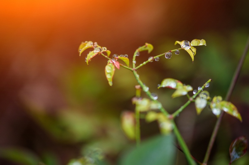 白露|草木凝珠，正是人间好时节